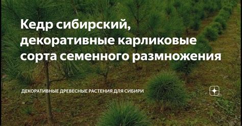 Кедр сибирский, декоративные карликовые сорта семенного размножения ...