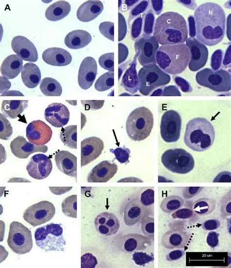 Normal Elasmobranch Blood Cell Morphology A Mature Erythrocyte