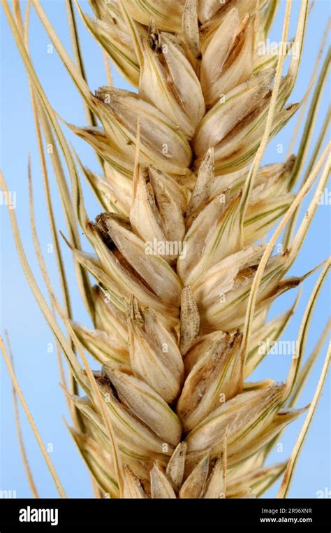 Durum Triticum Durum Aristatum Wheat Grains Stock Photo Alamy