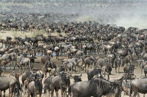 8 Tage Maasai Mara Serengeti 6 Sterne Luxus Flugsafari GetYourGuide