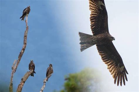 老鷹回來了！黑鳶聚集調查貢寮最多 全台總數創30年新高 自由電子報 Line Today