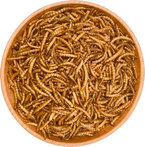 Buy HARTOMPET Premium Oven Dried Mealworms for Wild Bird, Nutrients