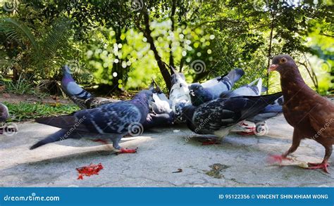 Pigeons Feeding Time Natural Beautiful Scenic Stock Photo Image Of