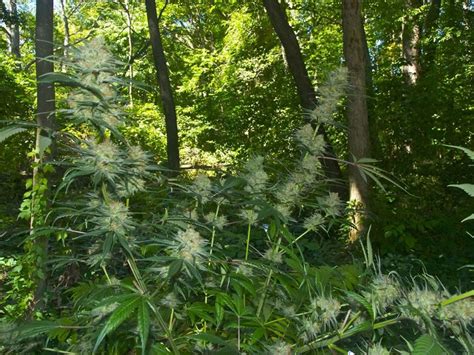 Outdoor Marijuana Growing: Time to Start Planting