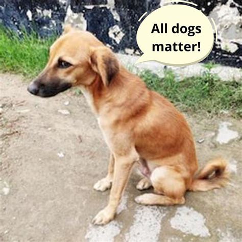 What Breed Are Nigerian Local Dogs