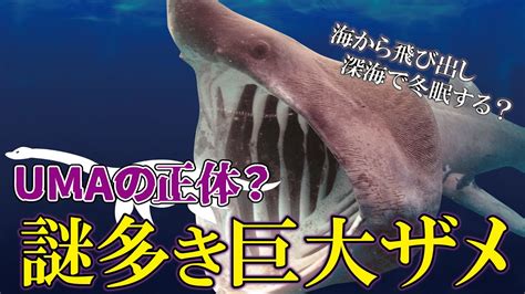 umabasking shark