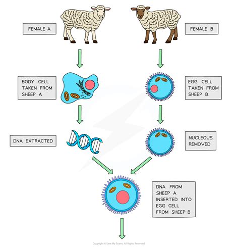 Edexcel Igcse Biology 复习笔记 5 4 2 Cloning Mammals 翰林国际教育