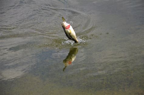 fish  pond bass    tips