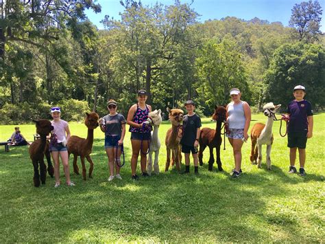 Alpacas | O'Reilly's Rainforest Retreat