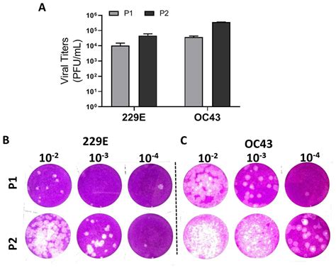 Improved plaque assay for human coronaviruses 229E and OC43 [PeerJ]