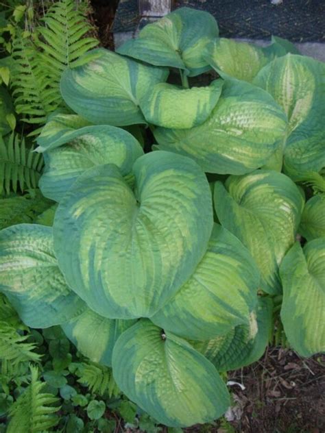 Hosta "Color Glory" | Rasadnik Mihalek