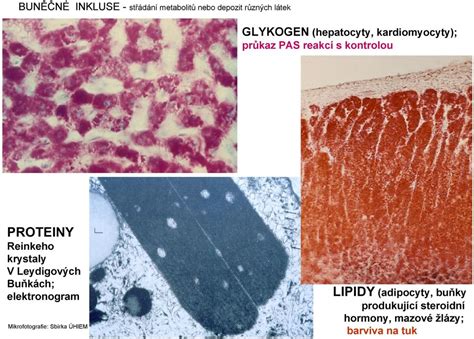 Buňka VI Meiosa Apoptosa Vesikulární transport Ústav histologie a