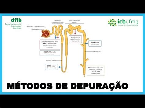 O Que Significa Depuração - Fisiologia Renal - Métodos de depuração (curto) - YouTube