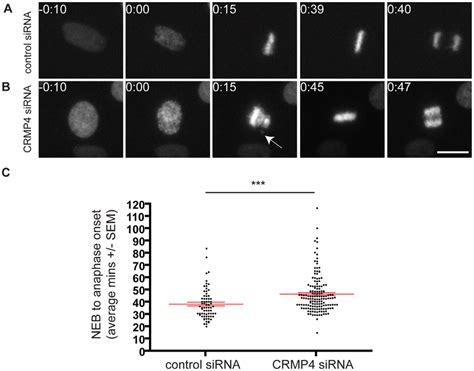 siRNA-mediated knockdown of CRMP4 leads to a delay in mitotic ...