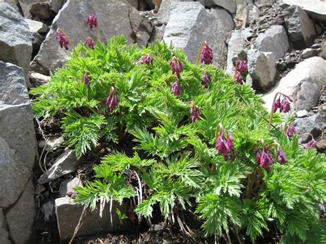 Dicentra formosa - Sevenoaks Native Nursery