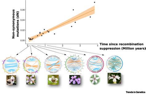 Why Do Sex Chromosomes Progressively Lose Recombination Trends In Genetics