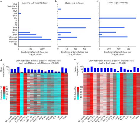 Dna Methylation Dynamics Of De Novomethylated Regions And Enrichment