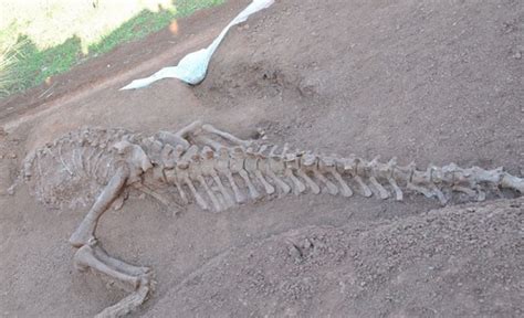 Fosil Dinosaurus Ditemukan Diduga Berusia 145 Juta Tahun Yang Lalu Ada