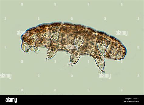 Water Bear Phylum Tardigrade Showing All Eight 8 Legs Microscopic