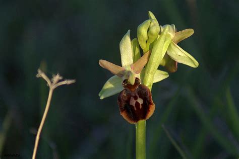 Las Flores Silvestres De Hormaza Ophrys Passionis