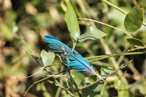 Feather Blue Bird - Free photo on Pixabay