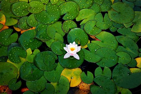 Lily Pad Wallpapers 42 Images Inside