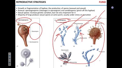 Fungi And Protozoa Youtube