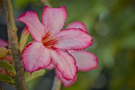 Adenium Flower Plant Desert Free Photo On Pixabay Pixabay