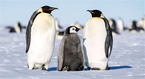In Photos: The Emperor Penguin's Beautiful and Extreme Breeding Season