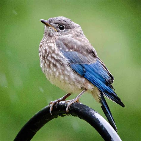 Bluebird Winter Habits + How You Can Help Them Survive The Cold