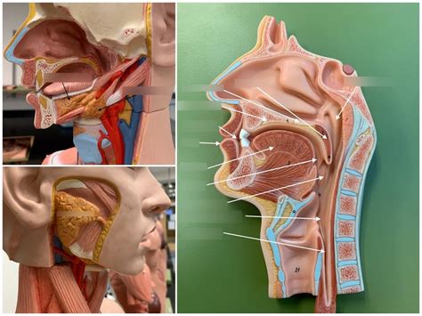 Oral Or Buccal Cavity And Associated Structures Diagram Quizlet