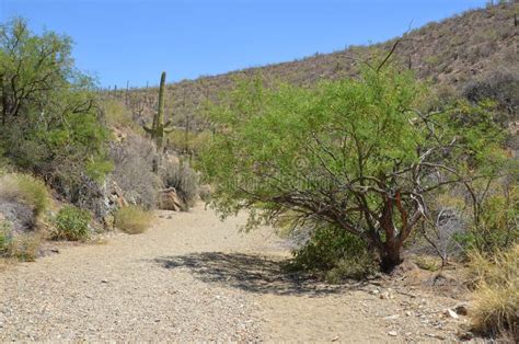 Desert Landscape in Phoenix Stock Image - Image of flower, leaf: 176287261