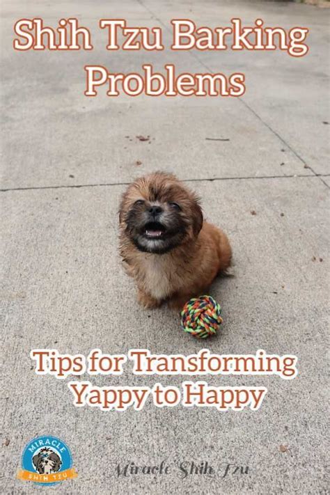 Shih Tzu Barking Problems Techniques To Quiet Your Dog