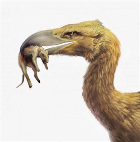 Meet The Terror Bird The Prehistoric Predator Of Your Nightmares