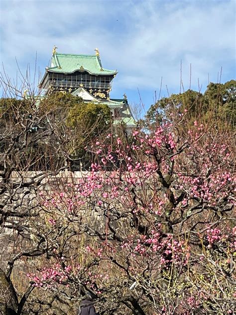 あめの 美術と読書 on Twitter RT Osaka Tabilog 梅の季節がやってきました 大阪城公園では 梅 の花が