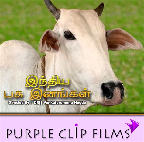 AGRICULTURAL VIDEOS...: Indian Cow Breeds.