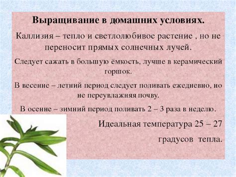 Золотой Ус цветок. Фото в комнате, уход в домашних условиях, размножение