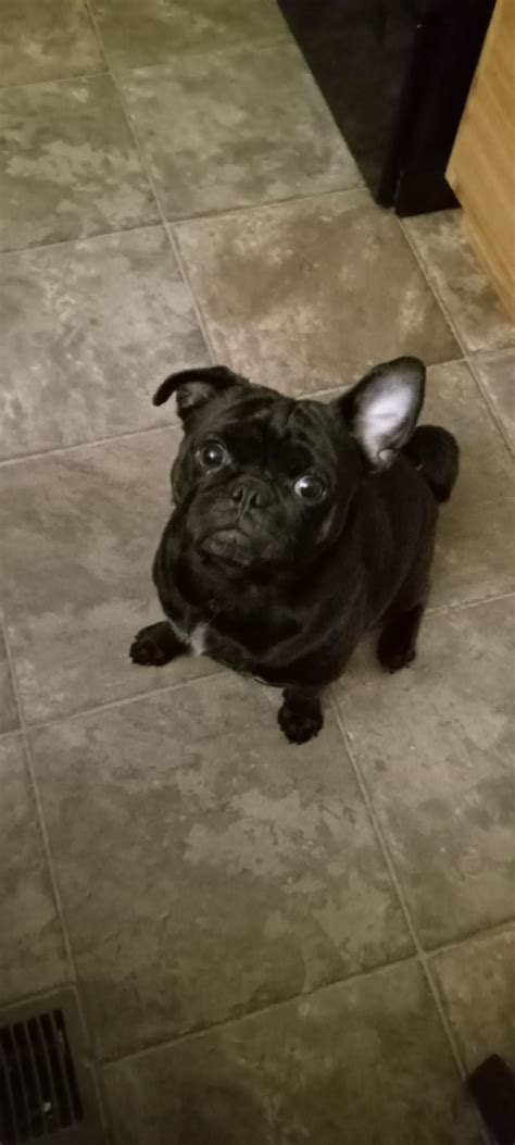 you guys have good looking pugs but Robert Pugman is among the top. : r