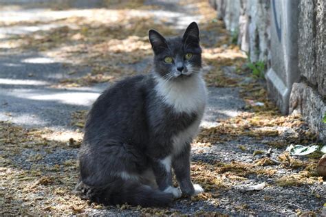 Cosa Fare Se Il Gatto Ha Una Zecca TAG24