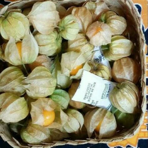 Jual TERLARIS Buah Ciplukan Segar 1000 Gram | Buah Cecendet Segar 1000