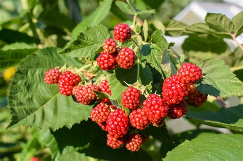 블랙베리 미성숙 정원 - Pixabay의 무료 사진 - Pixabay