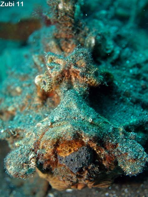 Stonefishes Devilfishes Stingfishes Unidentified Scorpionfishes