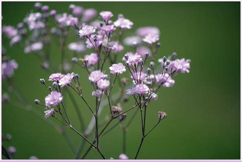 Гипсофила многолетняя и однолетняя: фото, посадка и уход за цветком