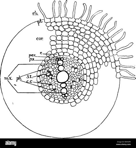 Sieve Tube Elements