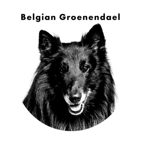 Belgian Groenendael – Bark and Bone