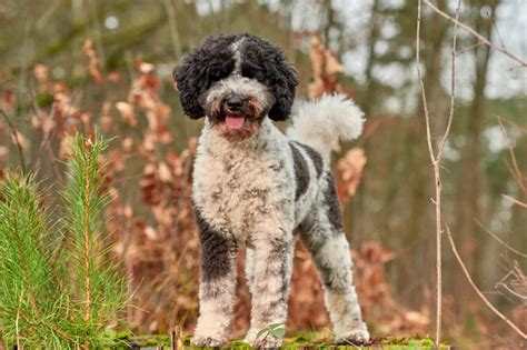 labradoodle rescues  adoption   top  picks