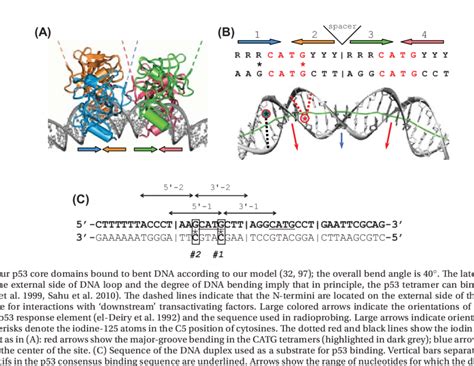 A Four P Core Domains Bound To Bent Dna According To Our Model