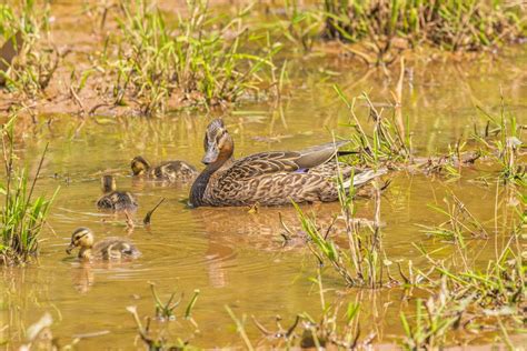 Female Mallard Duck And Her Ducklings 41421236 Stock Photo At Vecteezy