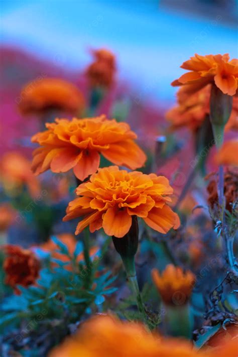 Beautiful Flowers And Plants Photography Wallpaper In The Evening
