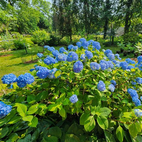 Blue/Pink Big leaf Hydrangea – Chesapeake Figs